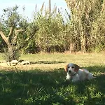 Casa Cao Charmantes Mit Garten Σπίτι διακοπών *