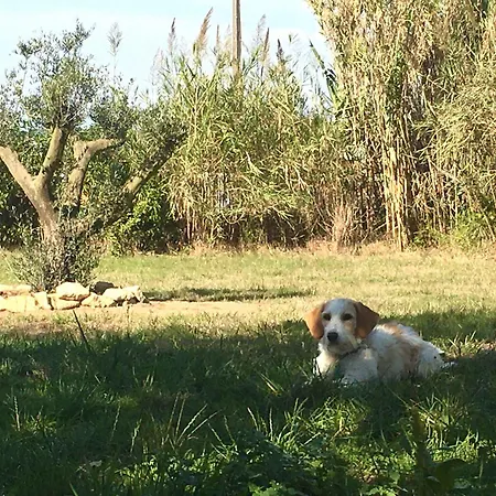 Casa Cao Charmantes Mit Garten Prázdninový dům *
